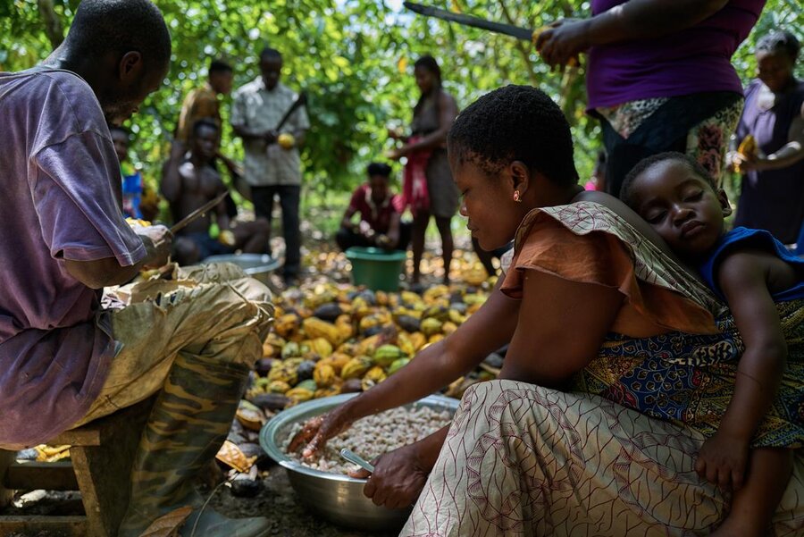 Cocoa farmers in Ghana